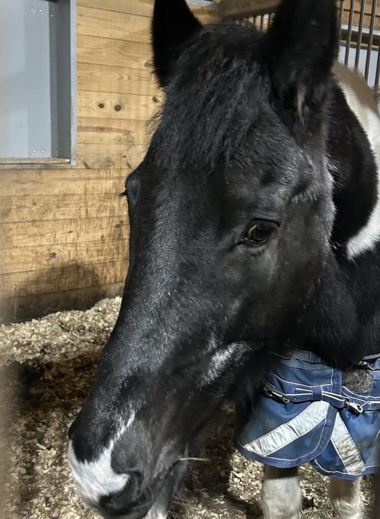 Horse at the Miraval Berkshires barn tour during a winter wellness weekend.