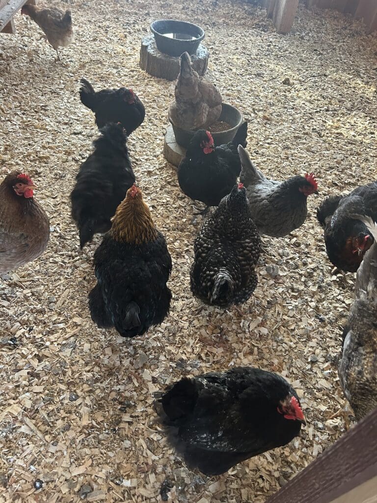 Chickens at the Miraval Berkshires barn contributing fresh eggs to the retreat kitchen.